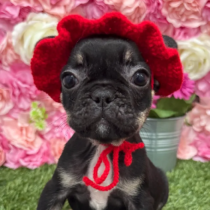 Female French Bulldog Puppy for Sale in Braintree, MA