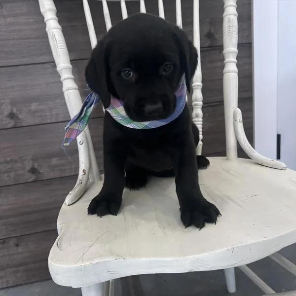 Female Golden Rottie puppy named Diamond for sale at Pet Express Braintree.