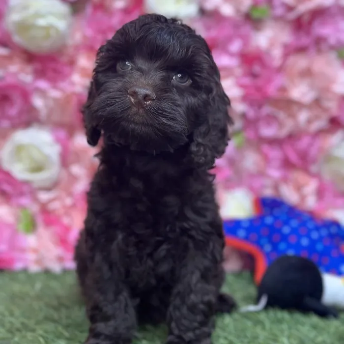 Male Cockapoo Puppy for Sale in Saugus, MA