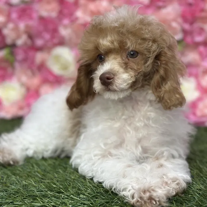 Female Poodle Toy Puppy for Sale in Saugus, MA