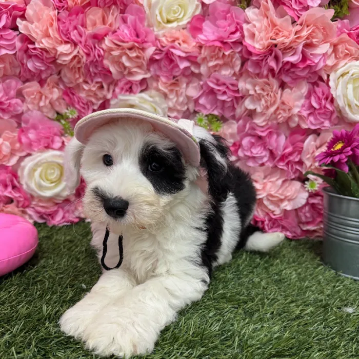 Female Mini Sheepadoodle Puppy for Sale in Braintree, MA
