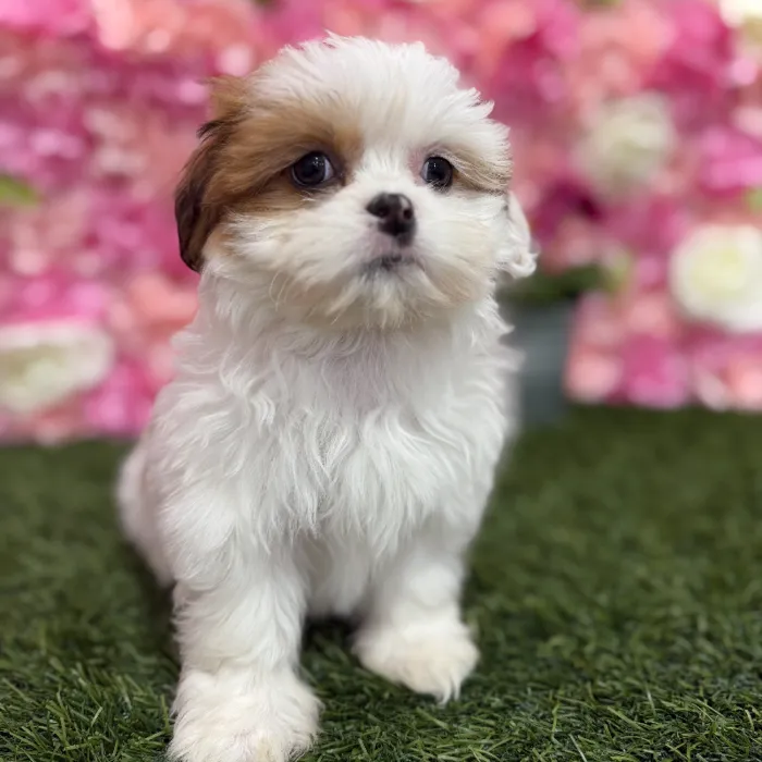 Female Lhasa Apso Puppy for Sale in Braintree, MA