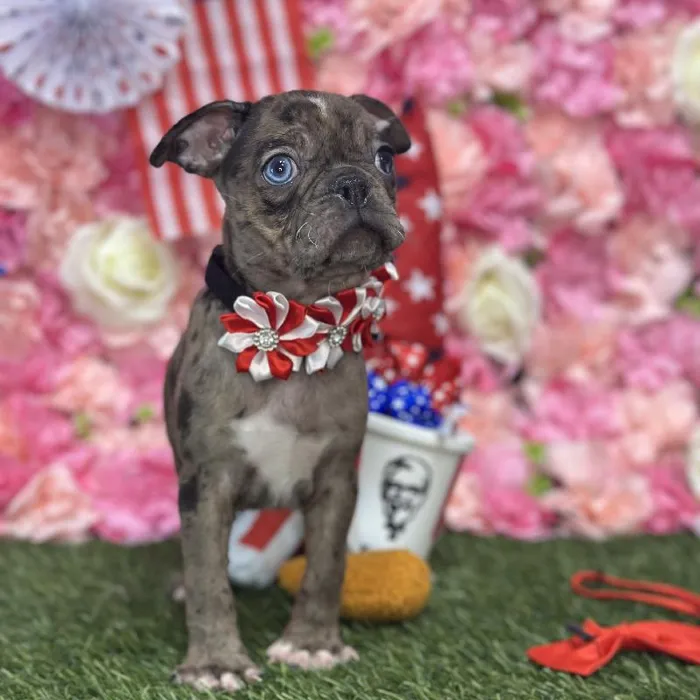Female Bugg Puppy for Sale in Saugus, MA