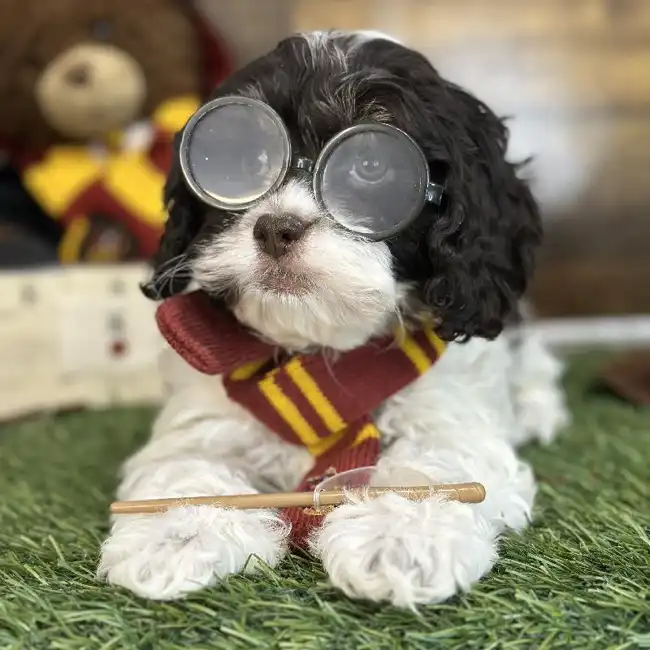 Male Cockapoo Puppy for Sale in Saugus, MA
