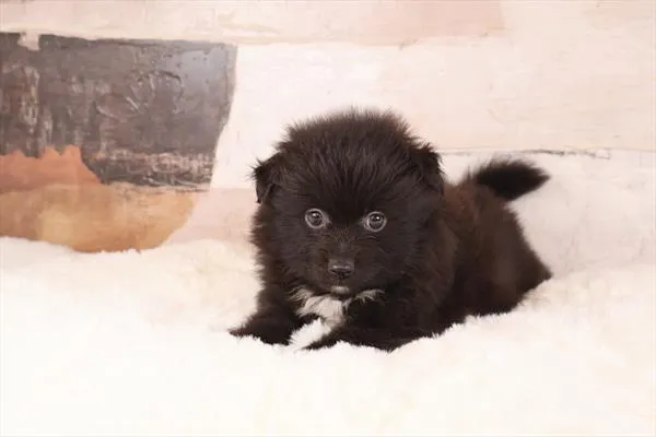 Male Pomeranian puppy named Flea for sale at Pet Express Braintree.