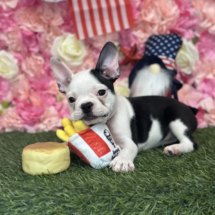 Female Froston Puppy for Sale in Saugus, MA