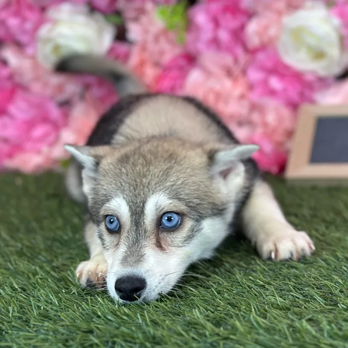 Female Alaskan Klee Kai puppy named Gloria for sale at Pet Express Saugus.