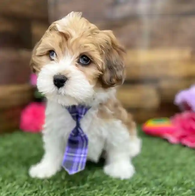 Male Lhasa-Poo Puppy for Sale in Braintree, MA