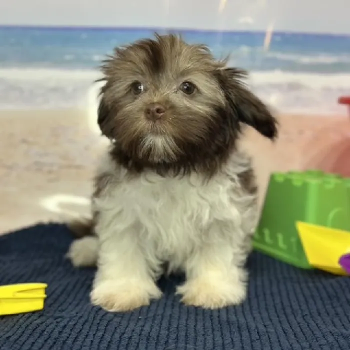 Female Havanese Puppy for Sale in Braintree, MA