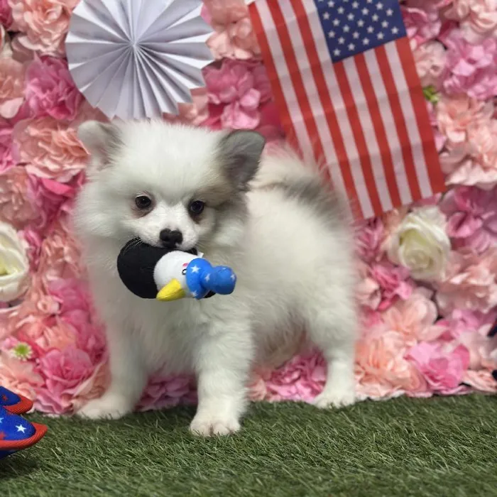 Male Pomimo Puppy for Sale in Saugus, MA