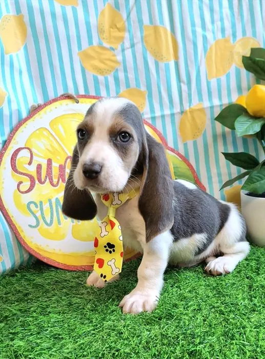 Male Basset Hound puppy named Frank for sale at Pet Express Saugus.
