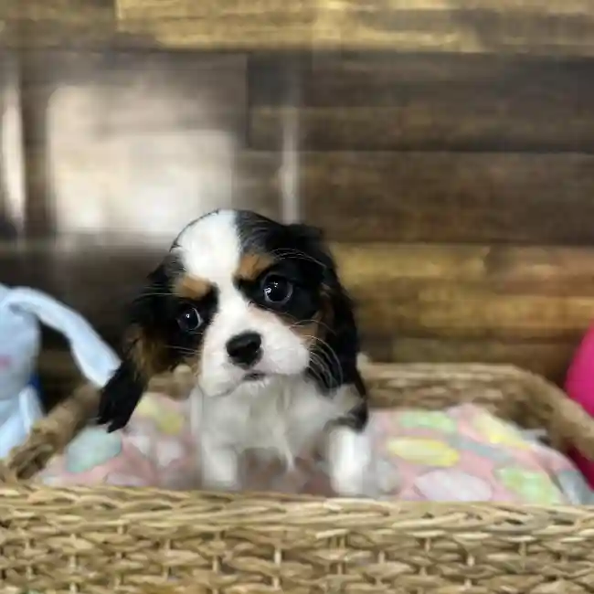 Female Cavalier King Charles Spaniel Puppy for Sale in Saugus, MA