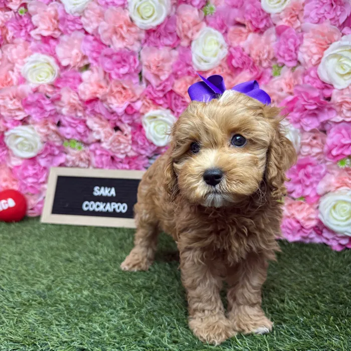 Female Cockapoo 2Nd Gen puppy named Saka for sale at Pet Express Braintree.