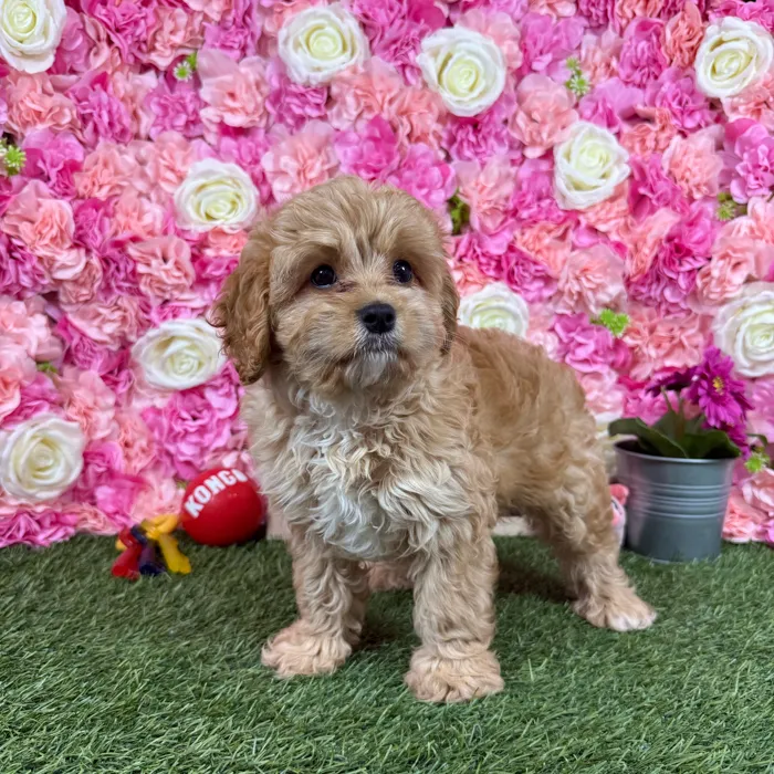 Male Cavapoo puppy named Marty for sale at Pet Express Braintree.