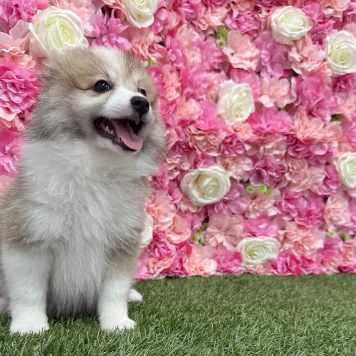 Female Pomimo Puppy for Sale in Braintree, MA