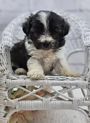 car_main_img_/media/ap_media/pets/FJAELGXHFPTR188777.webp.250x250_q85.webp