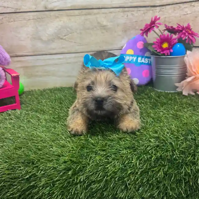 Female Cairn Terrier Puppy for Sale in Braintree, MA