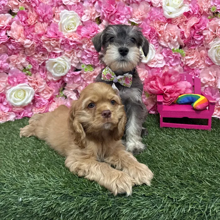 Male Miniature Schnauzer Puppy for Sale in Braintree, MA