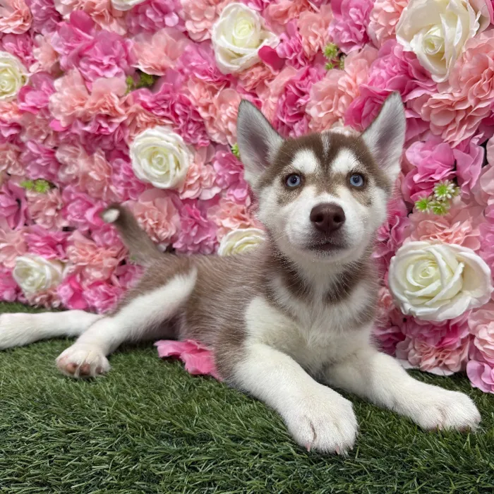 Female Siberian Husky Puppy for Sale in Braintree, MA