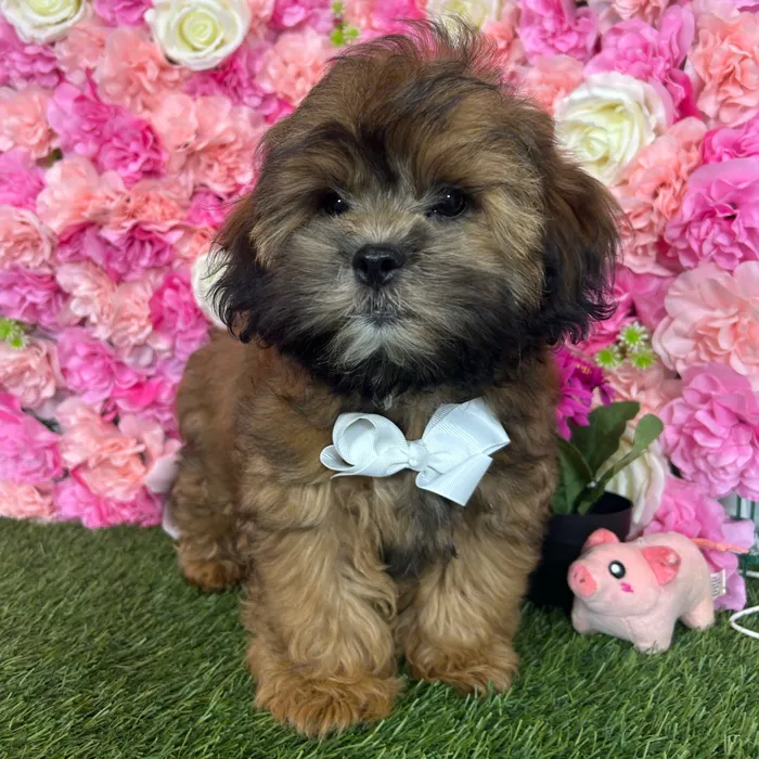 Male Shih-Poo puppy named Reese for sale at Pet Express Braintree.
