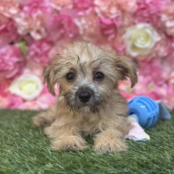Male Morkie Puppy for Sale in Saugus, MA