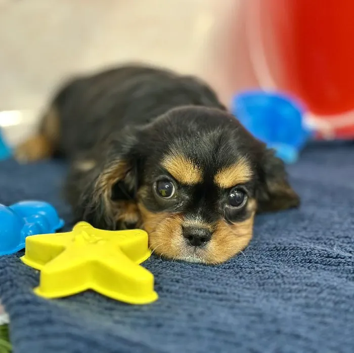 Female Cavalier King Charles Spaniel Puppy for Sale in Braintree, MA