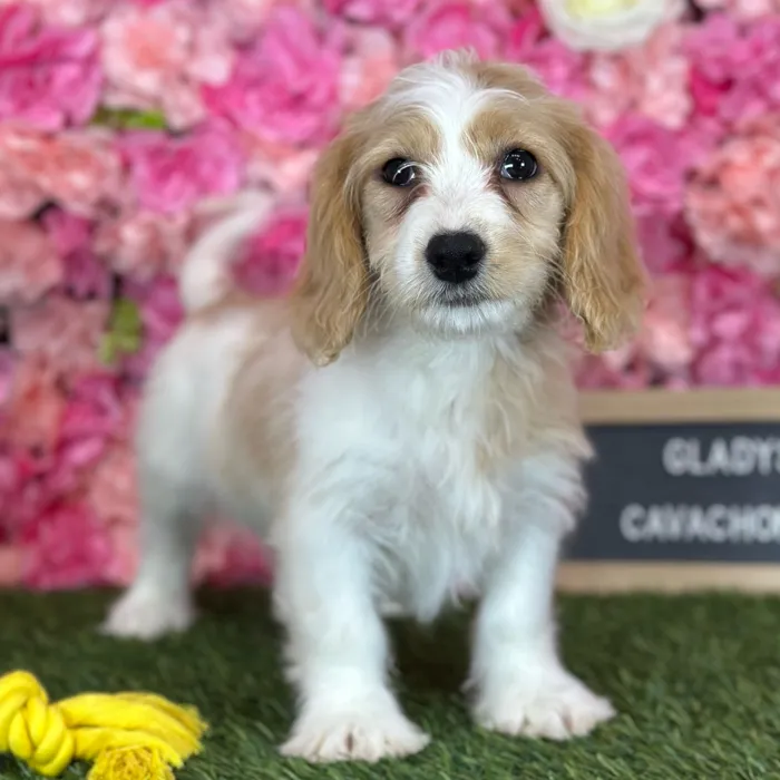 Female Cavachon puppy named Gladys for sale at Pet Express Saugus.