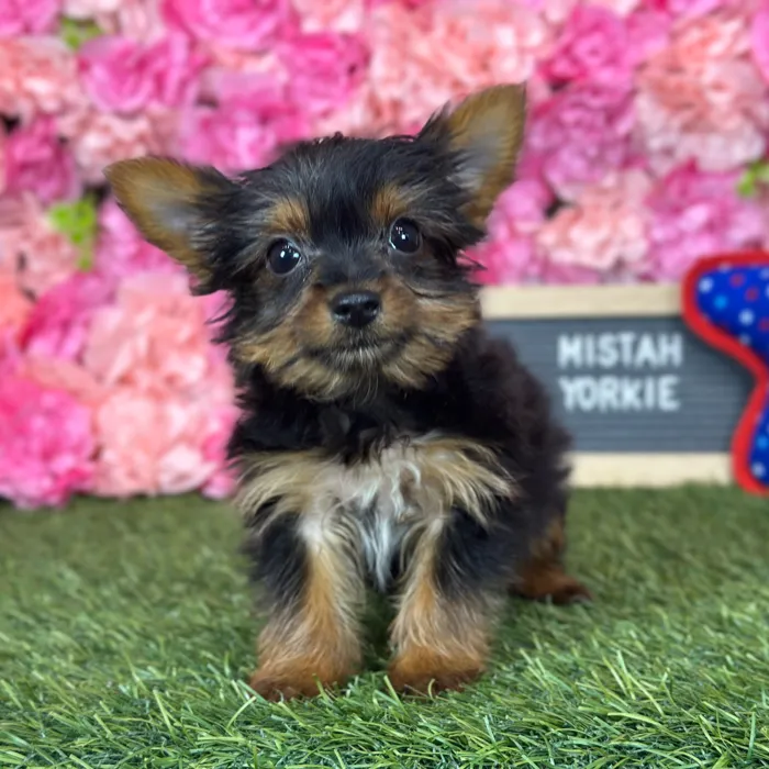 Male Yorkshire Terrier puppy named Mistah for sale at Pet Express Saugus.