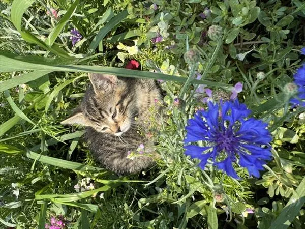 Male Domestic Short Hair kitten named Felix for sale at Pet Express Saugus.