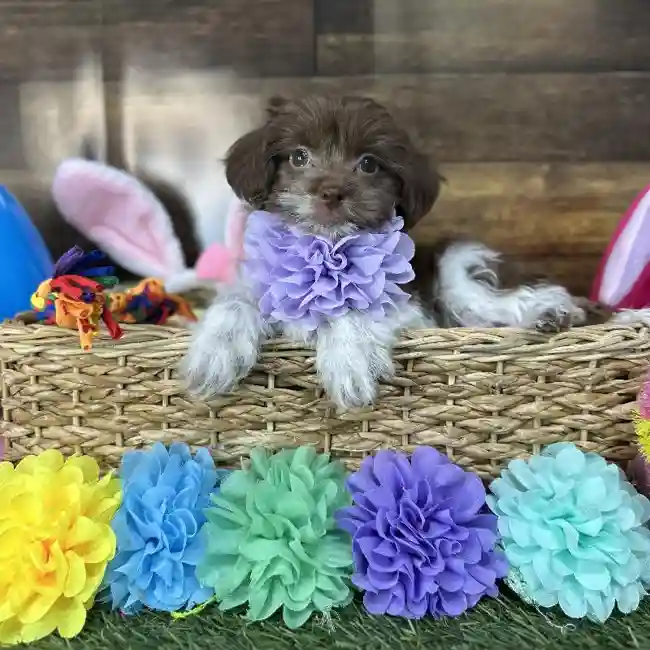 Female Havanese Puppy for Sale in Saugus, MA