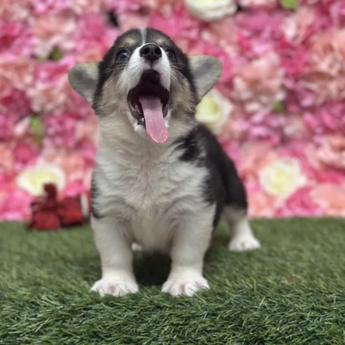 Female Pembroke Welsh Corgi Puppy for Sale in Saugus, MA