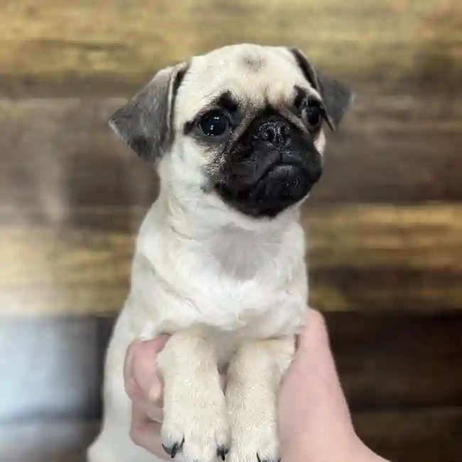 Female Pug Puppy for Sale in Saugus, MA