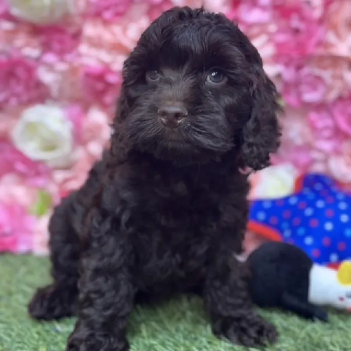 Male Cockapoo Puppy for Sale in Saugus, MA