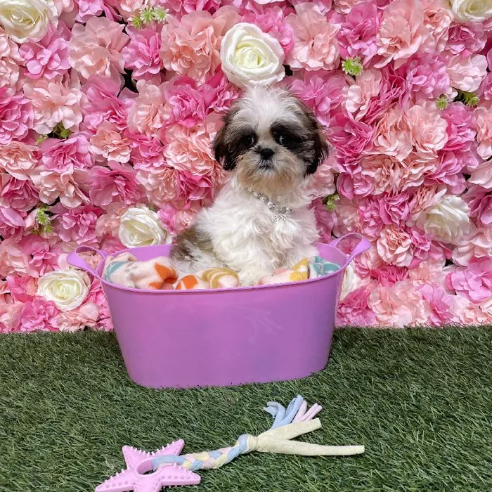 Female Shih Tzu Puppy for Sale in Saugus, MA