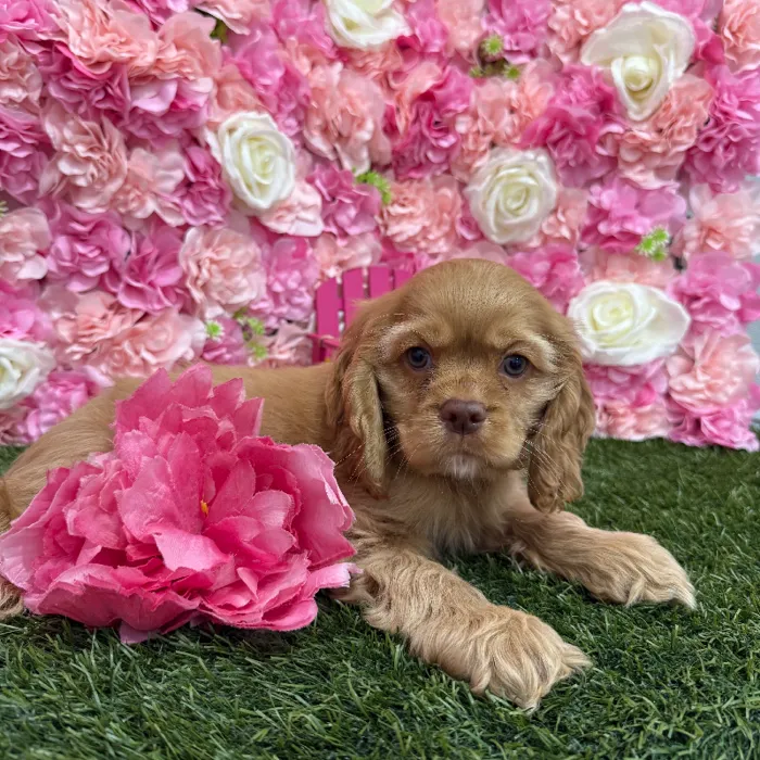 Female Cocker Spaniel Puppy for Sale in Braintree, MA