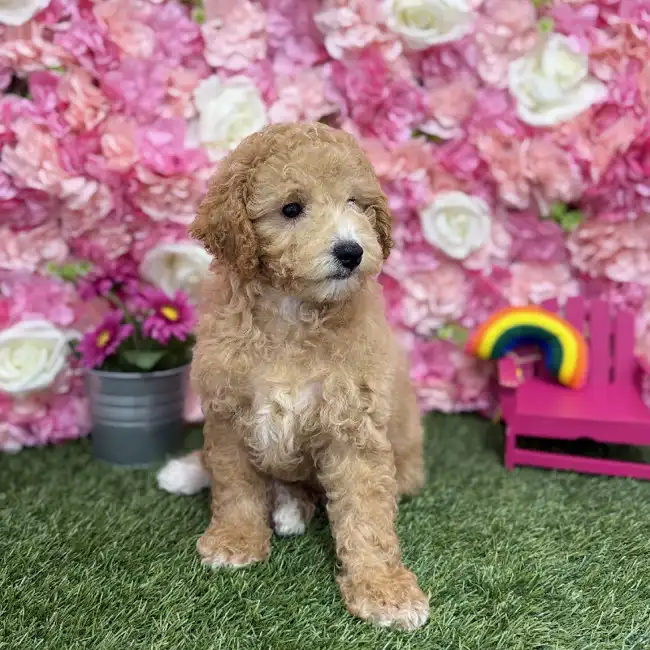 Male Poodle (MINI) Puppy for Sale in Braintree, MA