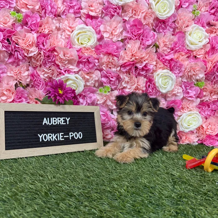 Female Yorkie-Poo 2Nd Gen puppy named Aubrey for sale at Pet Express Braintree.