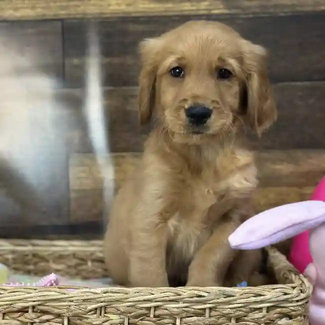 Male Golden Retriever Puppy for Sale in Saugus, MA