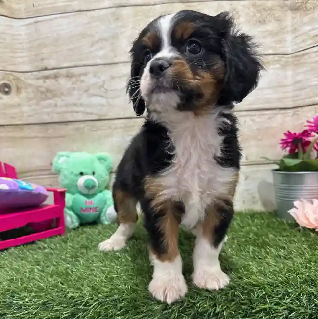 Male Aussalier Puppy for Sale in Braintree, MA