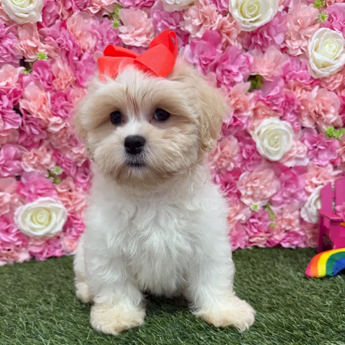Female Teddy Bear (Zuchon) Puppy for Sale in Braintree, MA