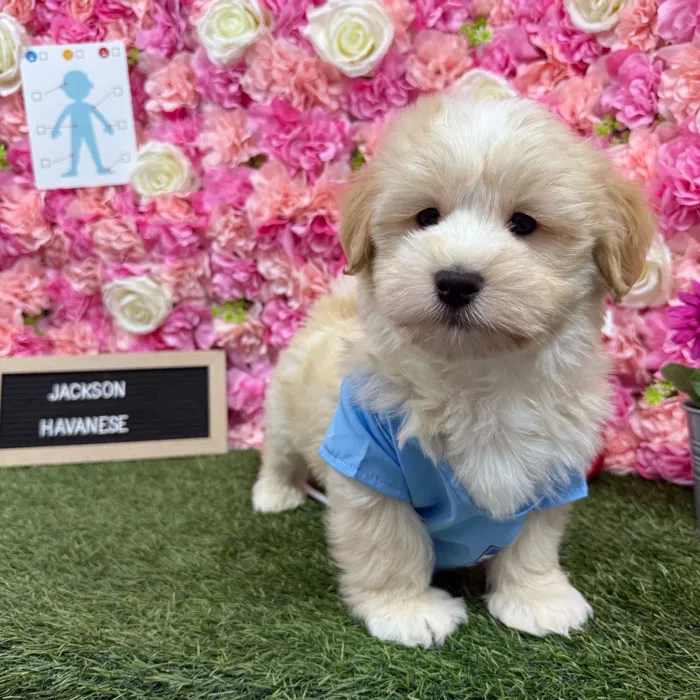 Male Havanese puppy named Jackson for sale at Pet Express Braintree.