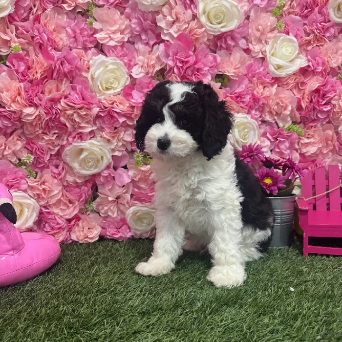 Male Mini Bernedoodle 2nd Gen Puppy for Sale in Braintree, MA