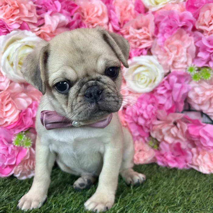 Female Pug puppy named Frida for sale at Pet Express Braintree.