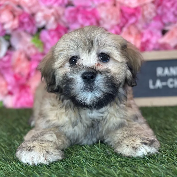 Male La-Chon puppy named Randy for sale at Pet Express Saugus.