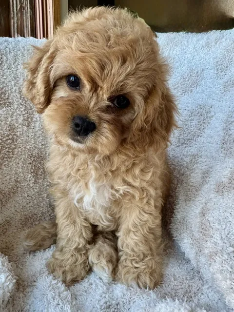 Female Cavachon puppy named Kylian for sale at Pet Express Braintree.