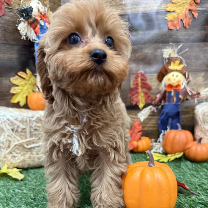 Cavapoo For Sale | Pet Express Braintree