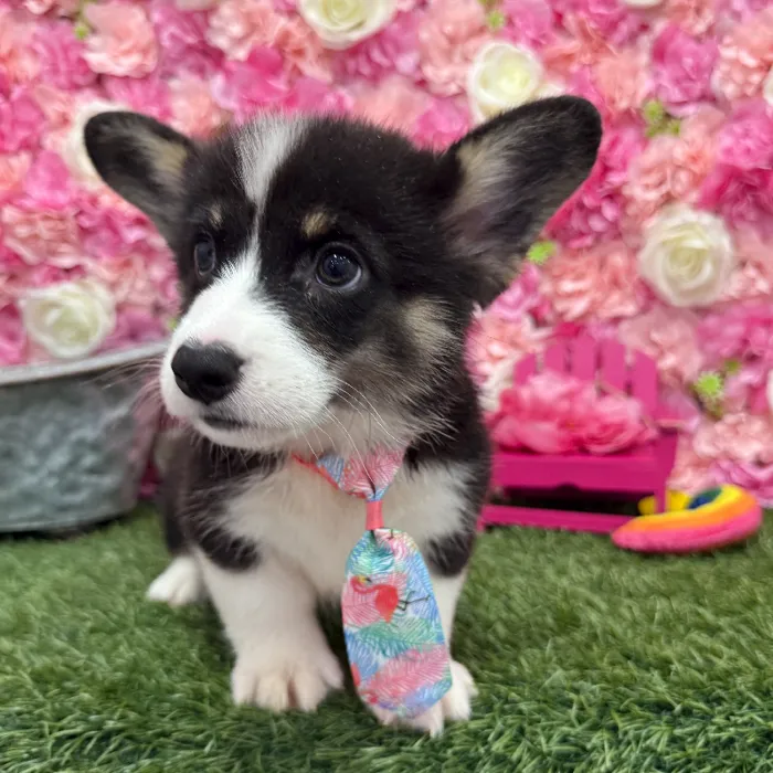 Male Pembroke Welsh Corgi Puppy for Sale in Braintree, MA