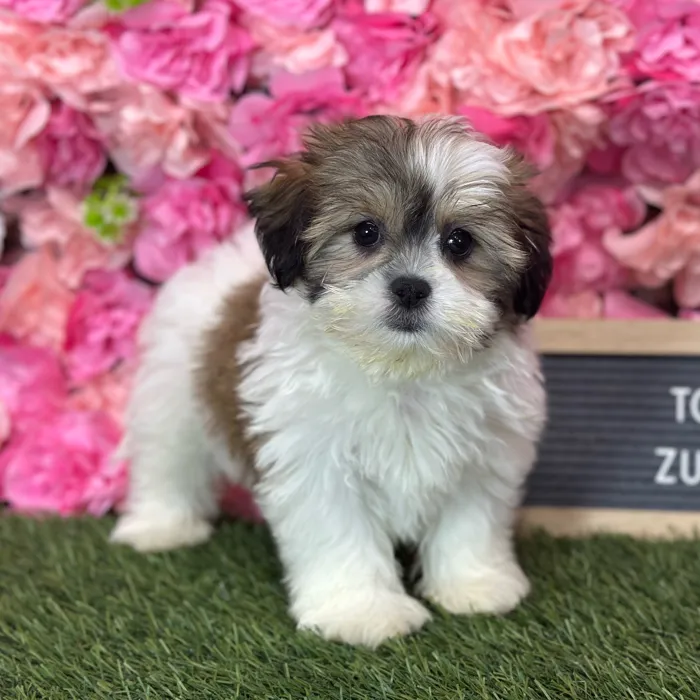 Female Teddy Bear (Zuchon) puppy named Tortuga for sale at Pet Express Saugus.