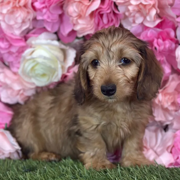 Male Dachshund puppy named Fuego for sale at Pet Express Saugus.