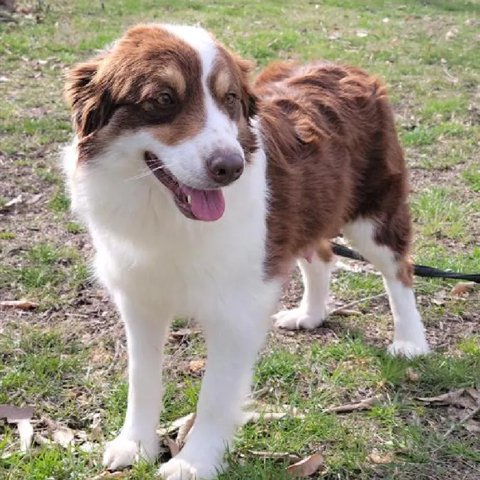 Male Miniature Australian Shepherd Puppy for Sale in Saugus, MA